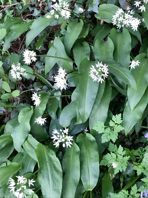 Wild Garlic