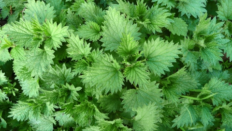 nettles